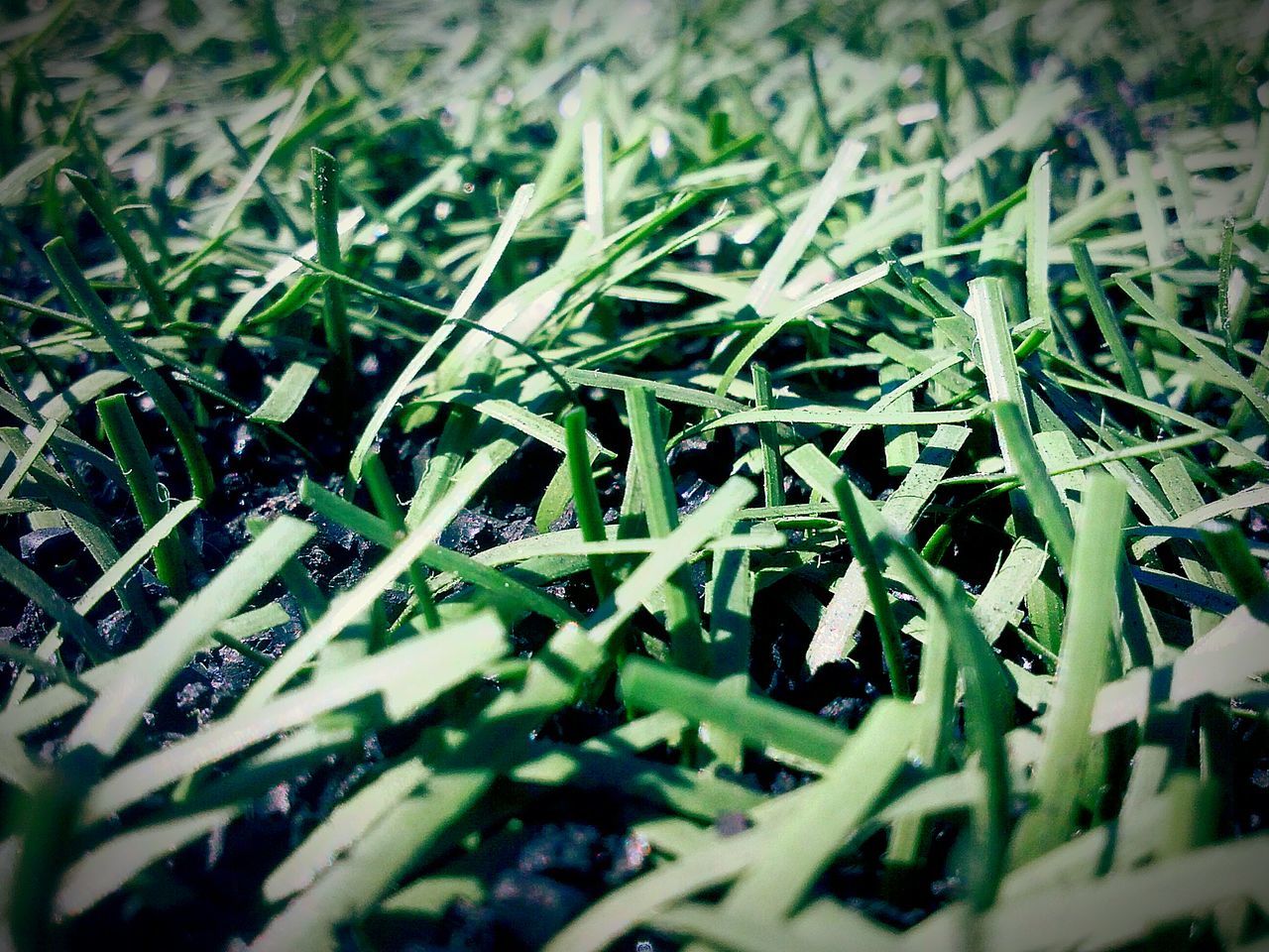 growth, green color, grass, plant, nature, field, full frame, backgrounds, selective focus, close-up, leaf, beauty in nature, day, tranquility, outdoors, no people, growing, high angle view, blade of grass, focus on foreground