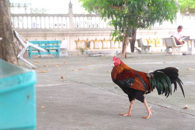 Close-up of rooster