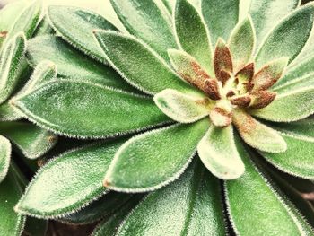 Close-up of flower