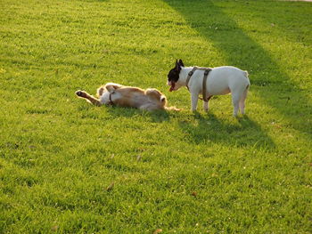 Dogs on field