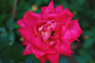 Close-up of pink flower blooming outdoors