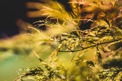 Close-up of fresh yellow plants on field