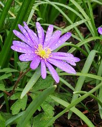 Close-up of wet purple flower