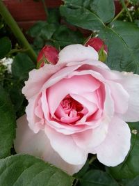 Close-up of pink rose