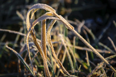 Close-up of fresh plant