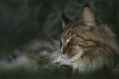 Close-up of cat on field