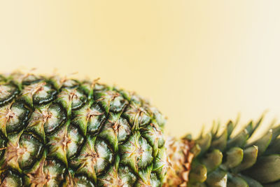 Close-up of cactus against white background