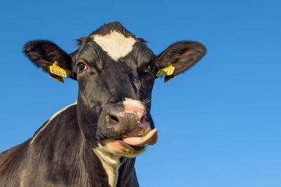 Portrait of cow sticking out tongue against clear blue sky