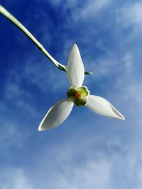 Close-up of white flowers blooming against sky