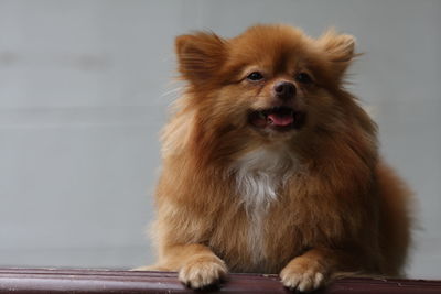 Close-up portrait of dog sitting