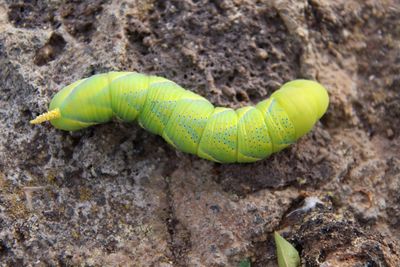 Close-up of green caterpillar on rock