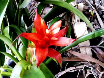 Close-up of red flowering plant