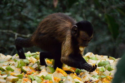 Capuchin monkey eating fruits in forest