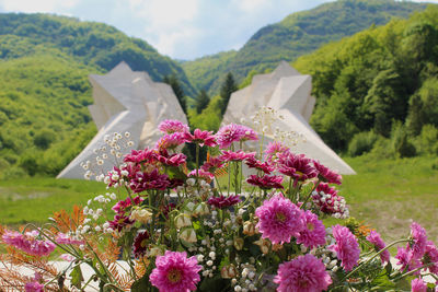 Close-up of pink flowering plants on mountain