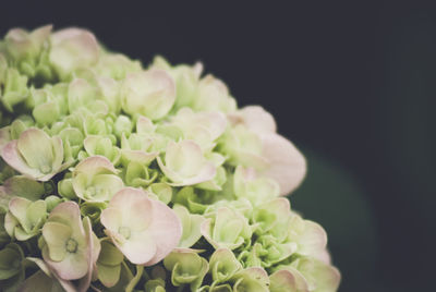 Close-up of white flowers