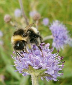 Close-up of bee pollinating on purple flower