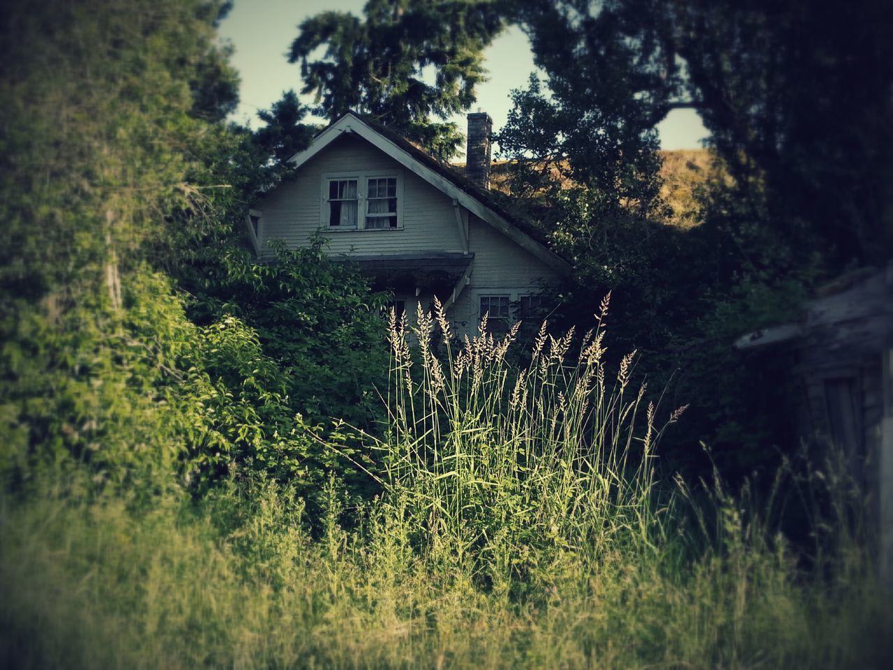 building exterior, growth, tree, built structure, architecture, plant, house, green color, nature, grass, growing, outdoors, no people, front or back yard, residential structure, sky, day, beauty in nature, low angle view, field