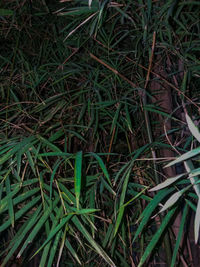 High angle view of bamboo plants on field