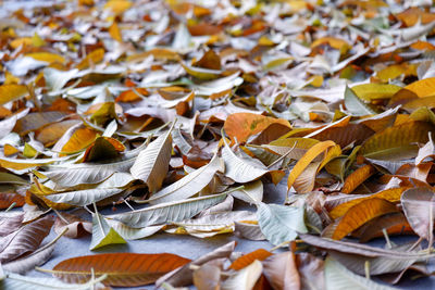 Full frame shot of dry leaves