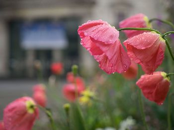 Close-up of red flowers