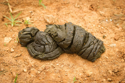 High angle view of animal dung on field