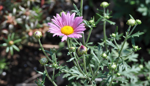 Close-up of flowers blooming outdoors