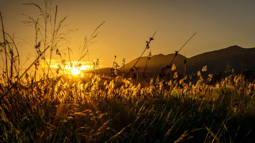 Plants growing on landscape against sky during sunset