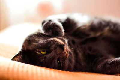 Close-up of cat resting