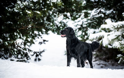 Black dog standing on snow covered tree