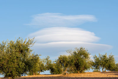 Trees on landscape against sky