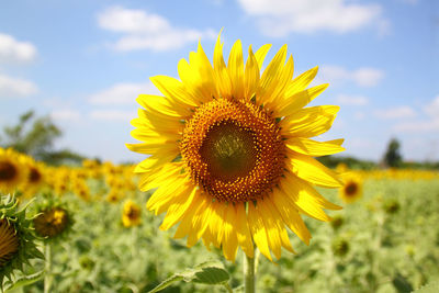 Close-up of sunflower blooming in field against sky