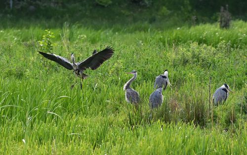 Flock of birds on grass