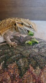 Beardie eating 