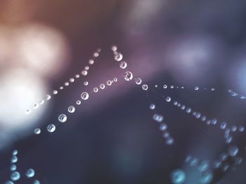 Close-up of wet spider web