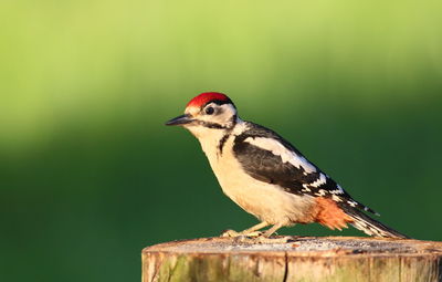 Close-up of bird perching on wood