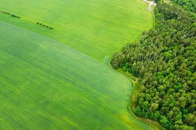 High angle view of agricultural field