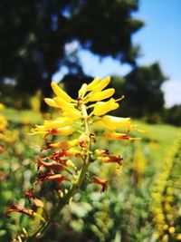 Close-up of yellow flowering plant