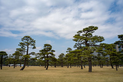 Trees on field against sky