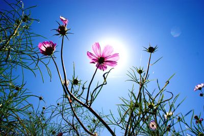 Low angle view of cosmos flowers against clear blue sky