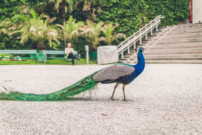 Side view of a peacock