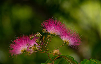 Close-up of purple thistle flower