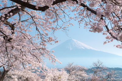 View of cherry blossom tree with mountain in background