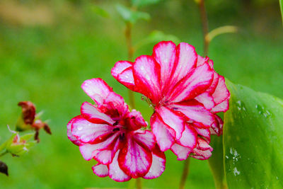 Close-up of pink flower in garden