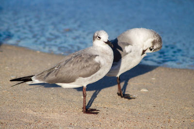 Close-up of seagull on beach