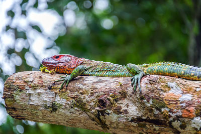 Close-up of lizard on tree trunk