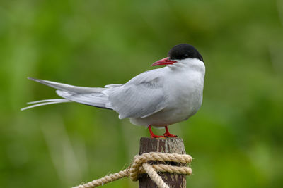 Close-up of bird perching on wooden post