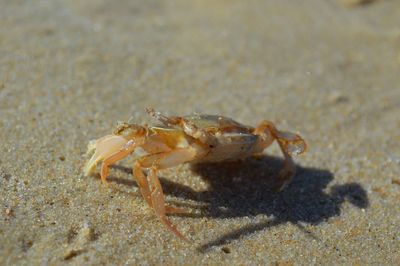 Close-up of crab on beach