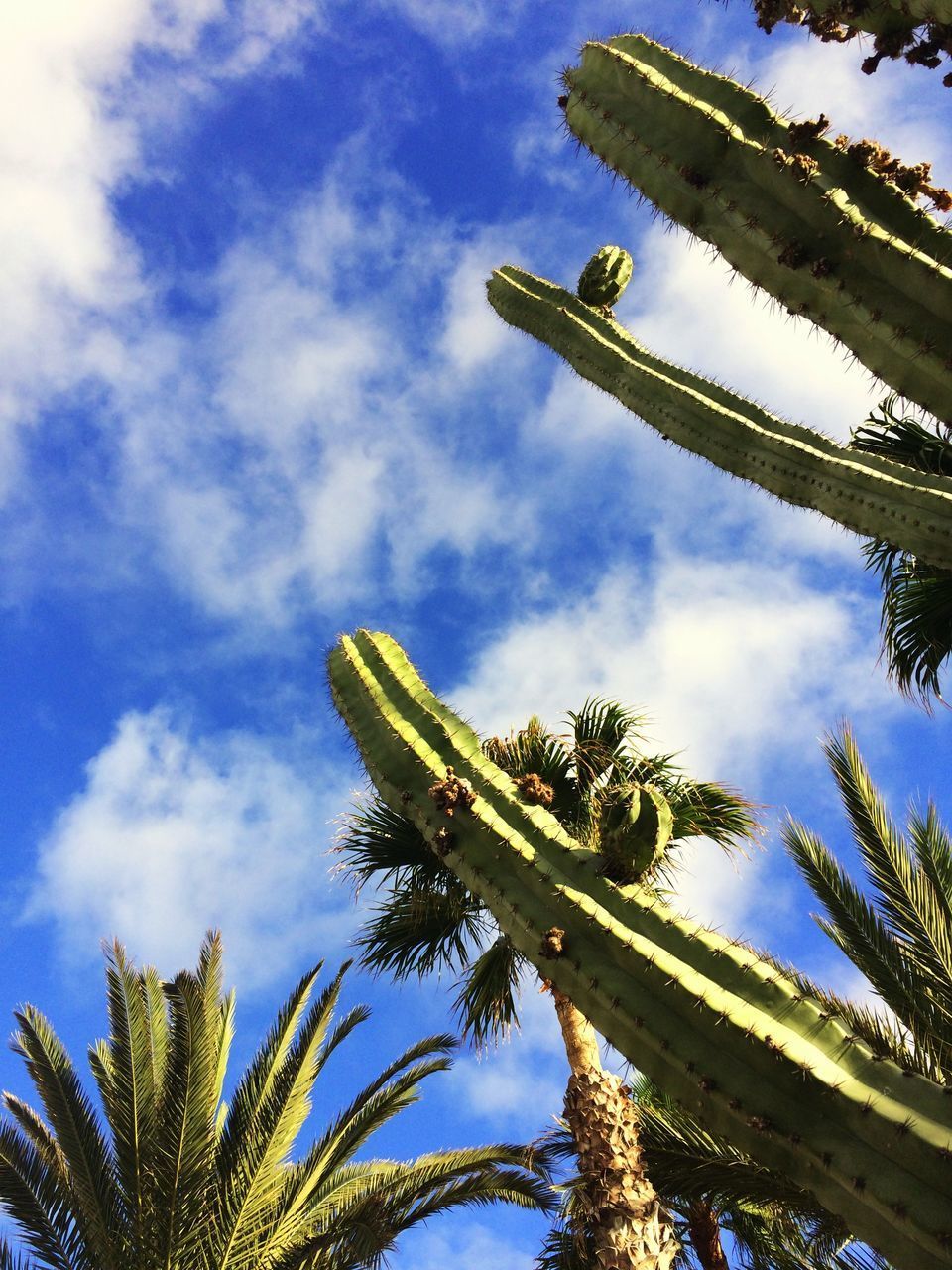 LOW ANGLE VIEW OF SUCCULENT PLANT AGAINST SKY