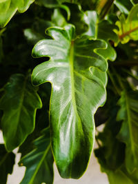 Close-up of green leaf