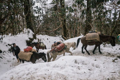 View of horse on snow covered field